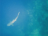 Sipadan Malaysia Reef Shark