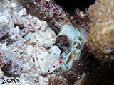 Tubbataha Octopus