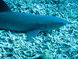 Tubbataha Shark 2