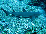 Tubbataha Shark 3