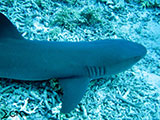 Tubbataha Shark 5