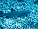 Tubbataha Shark