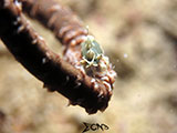 Romblon Dragon Shrimp 1