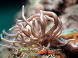 Romblon Nudibranch 1