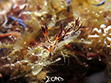 Romblon Nudibranch 18