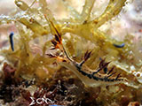Romblon Nudibranch 19