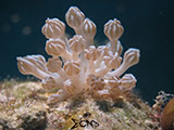 Romblon Nudibranch 20