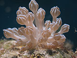 Romblon Nudibranch 21