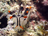 Romblon Nudibranch 28
