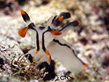 Romblon Nudibranch 30