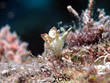 Romblon Sea Slug