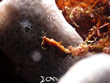 Romblon Severnsi Pygmy Seahorse