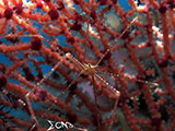Romblon Spider Crab 1