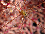 Romblon Spider Crab