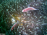 Anilao Clownfish 10