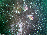 Anilao Clownfish 9
