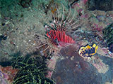 Anilao Lionfish 2