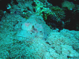 Anilao Scorpion Fish