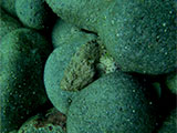 Anilao Stone Fish 2