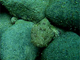 Anilao Stone Fish 3