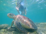 Apo Island Turtle 11