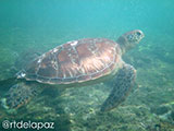 Apo Island Turtle 12
