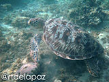 Apo Island Turtle 13