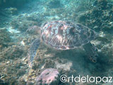 Apo Island Turtle 14