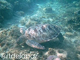 Apo Island Turtle 15