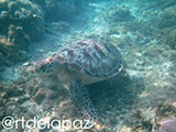Apo Island Turtle 16