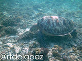 Apo Island Turtle 17