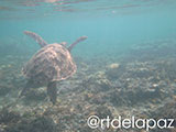 Apo Island Turtle 18