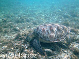 Apo Island Turtle 19