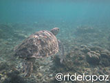 Apo Island Turtle 23