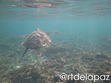 Apo Island Turtle 24
