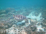 Apo Island Turtle 25