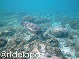 Apo Island Turtle 26