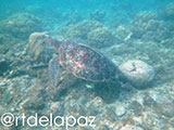 Apo Island Turtle 27