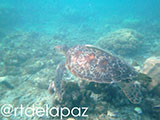Apo Island Turtle 28