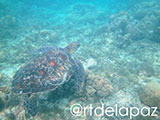 Apo Island Turtle 29