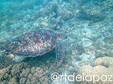 Apo Island Turtle 30