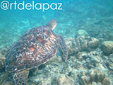 Apo Island Turtle 31