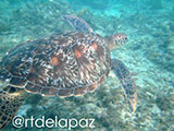 Apo Island Turtle 32
