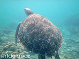Apo Island Turtle 35