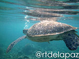 Apo Island Turtle 36
