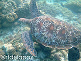 Apo Island Turtle 37