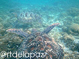 Apo Island Turtle 38