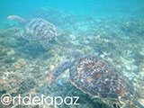 Apo Island Turtle 39