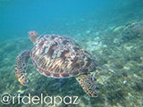 Apo Island Turtle 51