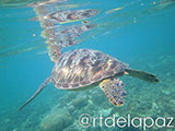 Apo Island Turtle 52